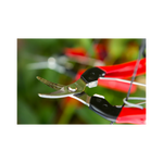 Load image into Gallery viewer, Felco 320
