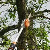 Load image into Gallery viewer, STIHL HTA 135 Battery Pole Chainsaw Tool (No Battery &amp; Charger)
