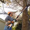 Load image into Gallery viewer, STIHL HTA 50 Battery Pole Chainsaw Tool (No Battery &amp; Charger)

